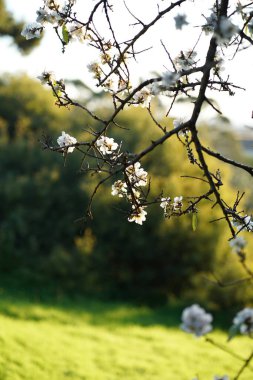 Cherry Valley manzarası. Yüksek kalite fotoğraf