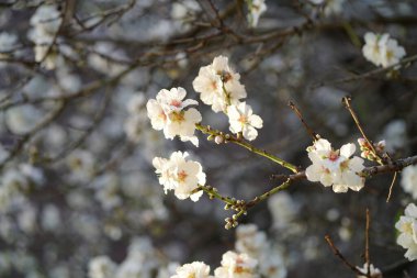 Cherry Valley manzarası. Yüksek kalite fotoğraf
