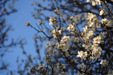 Cherry Valley manzarası. Yüksek kalite fotoğraf
