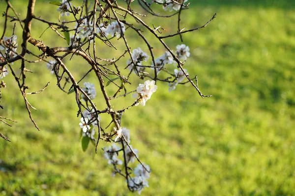 チェリーバレーの風景 高品質の写真 — ストック写真