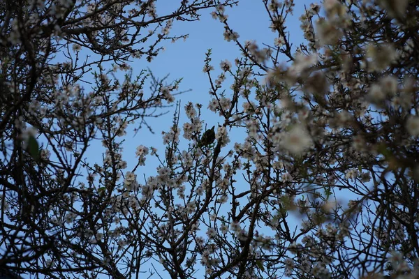 樱桃谷的风景 高质量的照片 — 图库照片