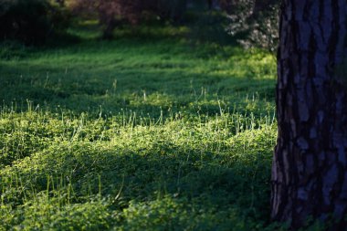 Gün doğarken çimenler üzerinde. Yaz mevsiminde tarım arazisi. Yüksek kalite fotoğraf