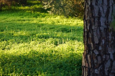 Gün doğarken çimenler üzerinde. Yaz mevsiminde tarım arazisi. Yüksek kalite fotoğraf