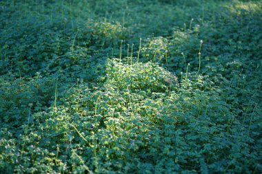 Gün doğarken çimenler üzerinde. Yaz mevsiminde tarım arazisi. Yüksek kalite fotoğraf
