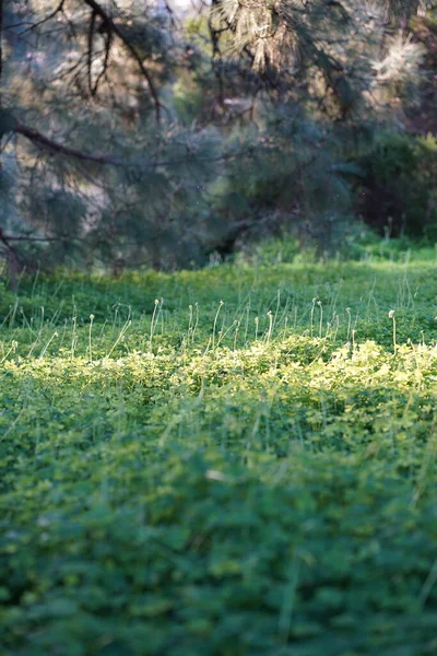 Gras Auf Dem Feld Bei Sonnenaufgang Landwirtschaftliche Landschaft Sommer Hochwertiges — Stockfoto