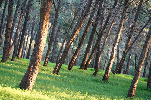 Трава Полі Під Час Сходу Сонця Аграрний Ландшафт Літній Час — стокове фото
