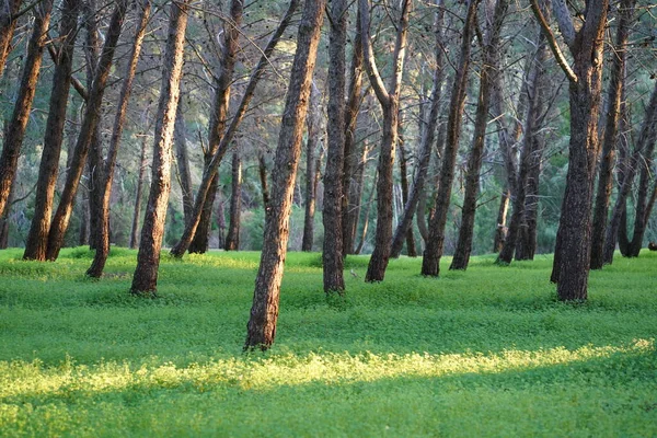 Трава Полі Під Час Сходу Сонця Аграрний Ландшафт Літній Час — стокове фото