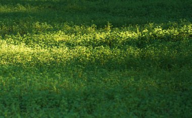 Güzel parkta gün doğumu ışığı. Yüksek kalite fotoğraf