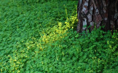 Güzel parkta gün doğumu ışığı. Yüksek kalite fotoğraf