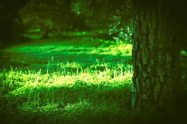 Güzel parkta gün doğumu ışığı. Yüksek kalite fotoğraf