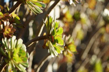 Arka plan, kenar görüş olarak pek çok güzel sulu bitki yüksek kaliteli fotoğraf.