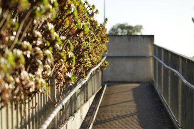 Arka plan, kenar görüş olarak pek çok güzel sulu bitki yüksek kaliteli fotoğraf.