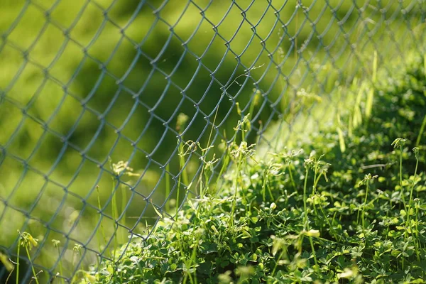 Piacevole Cortile Soleggiato Con Erba Verde Recinzione Chain Link Foto — Foto Stock