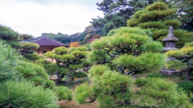 Japon bahçesindeki çam ağaçları. Yüksek kalite fotoğraf