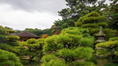 Japon bahçesindeki çam ağaçları. Yüksek kalite fotoğraf