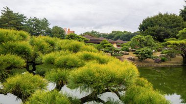 Japon bahçesindeki çam ağaçları. Yüksek kalite fotoğraf