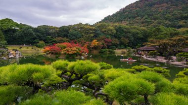 Japon bahçesindeki çam ağaçları. Yüksek kalite fotoğraf
