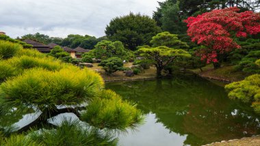 Japon bahçesindeki çam ağaçları. Yüksek kalite fotoğraf