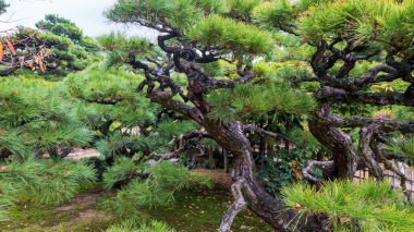 Japon bahçesindeki çam ağaçları. Yüksek kalite fotoğraf
