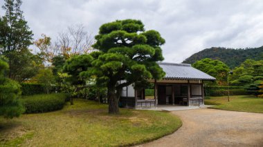 Japon bahçesindeki çam ağaçları. Yüksek kalite fotoğraf