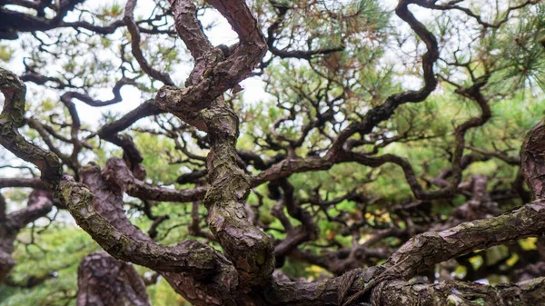 日本花园里的松树 高质量的照片 — 图库照片