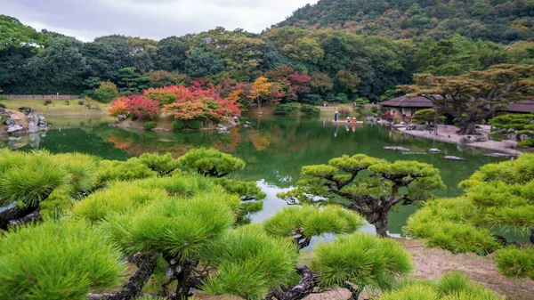 Сосны Японском Саду Высокое Качество Фото — стоковое фото