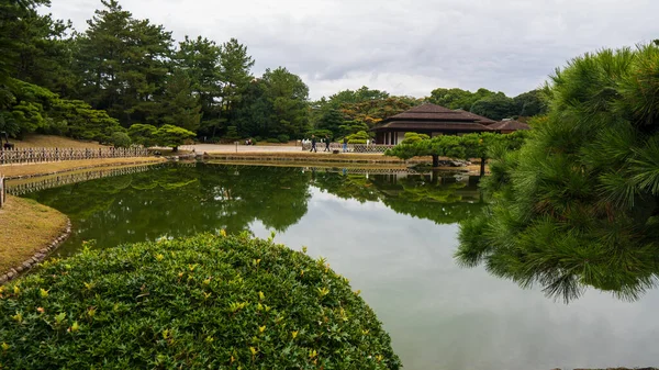 Pini Nel Giardino Giapponese Foto Alta Qualità — Foto Stock