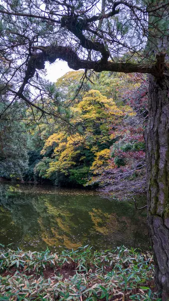 Japon bahçesindeki çam ağaçları. Yüksek kalite fotoğraf