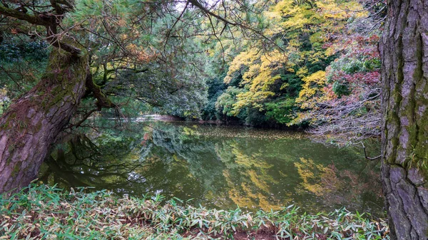 Kiefern Japanischen Garten Hochwertiges Foto — Stockfoto