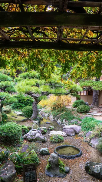 日本庭園の松の木 高品質の写真 — ストック写真