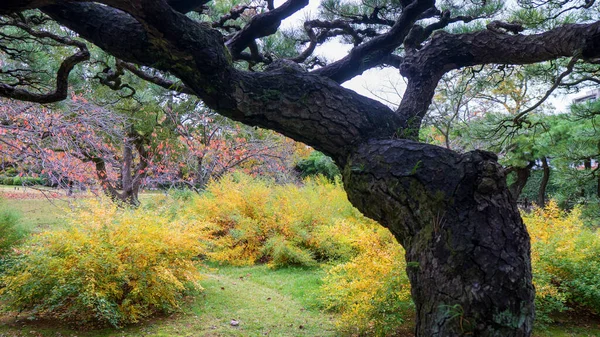 日本花园里的松树 高质量的照片 — 图库照片