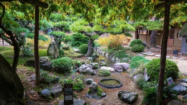 Borovice Japonské Zahradě Kvalitní Fotografie — Stock fotografie