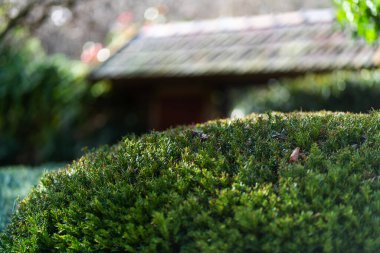Ejderha şekilli fayanslı Japon çatısı. Yüksek kalite fotoğraf