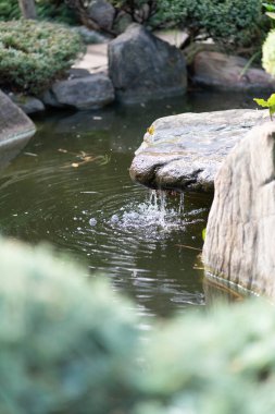 Japon bahçesindeki gölet. Yüksek kalite fotoğraf