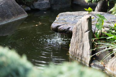 Japon bahçesindeki gölet. Yüksek kalite fotoğraf