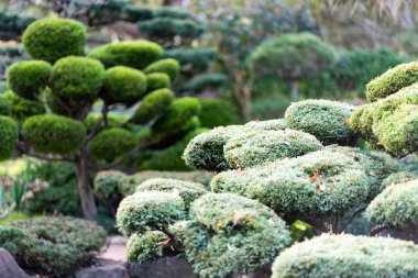 Japon manzarası - takedera - hokokuji - kamakura - kanagawa. Yüksek kalite fotoğraf
