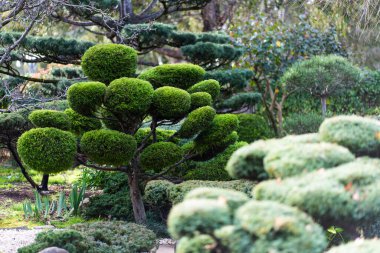 Japon manzarası - takedera - hokokuji - kamakura - kanagawa. Yüksek kalite fotoğraf