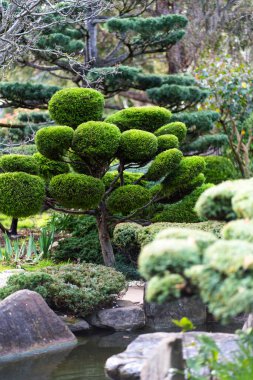 Japon manzarası - takedera - hokokuji - kamakura - kanagawa. Yüksek kalite fotoğraf
