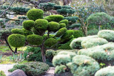 Japon manzarası - takedera - hokokuji - kamakura - kanagawa. Yüksek kalite fotoğraf