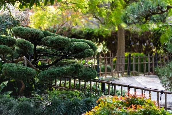 日本京都瑞新寺太子仁寺干园林园的核桃体形态 高质量的照片 — 图库照片