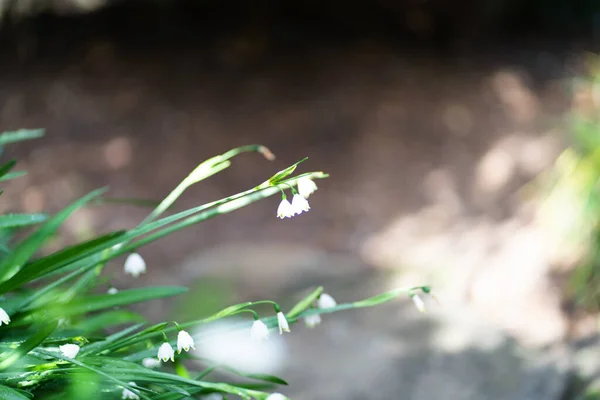 stock image Early spring snowdrops (Galanthus nivalis), selective focus and diffused background in Rococo Garden a woodland near Painswick, The Cotswolds, Gloucestershire, United Kingdom. High quality photo