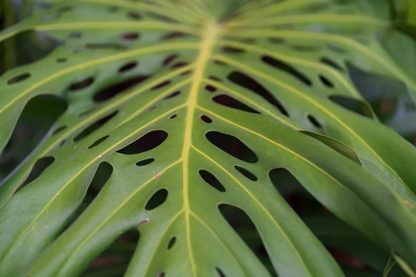 the monstera leaves, monstera greenery, green leaves with holes, giant monstera in the garden. High quality photo