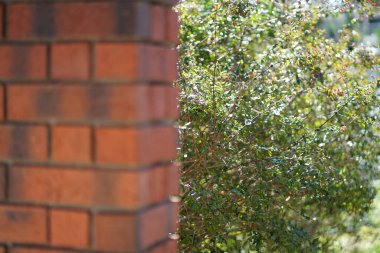 Koyu kahverengi tuğlalar duvar manzarası. Yüksek kalite fotoğraf