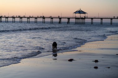 Adelaide, Avustralya 'da köpek iskelede yürüyor. Yüksek kalite fotoğraf