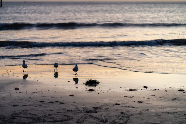 Seagulls Coastline High Quality Photo — Stock Photo, Image