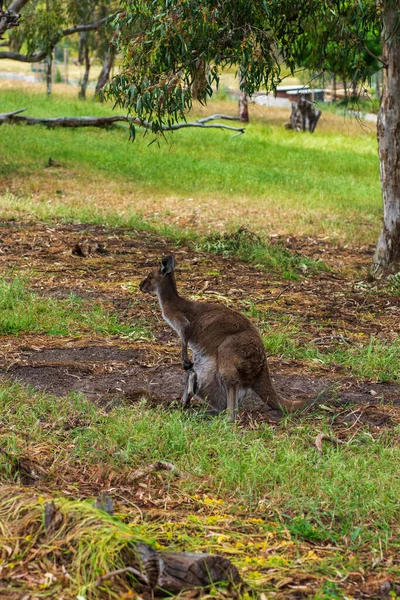 Avustralya Kızıl Kangurusu. Yüksek kalite fotoğraf