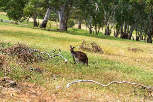Avustralya Kızıl Kangurusu. Yüksek kalite fotoğraf