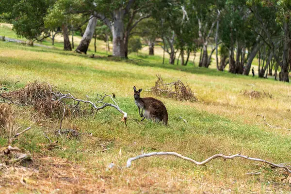 Австралийский Красный Кенгуру Высокое Качество Фото — стоковое фото