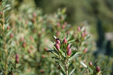 Bereketli yeşil botanik bahçesi - çiçek açan bahar çiçekleri ve çimen yolu. Yüksek kalite fotoğraf