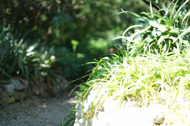 Bereketli yeşil botanik bahçesi - çiçek açan bahar çiçekleri ve çimen yolu. Yüksek kalite fotoğraf